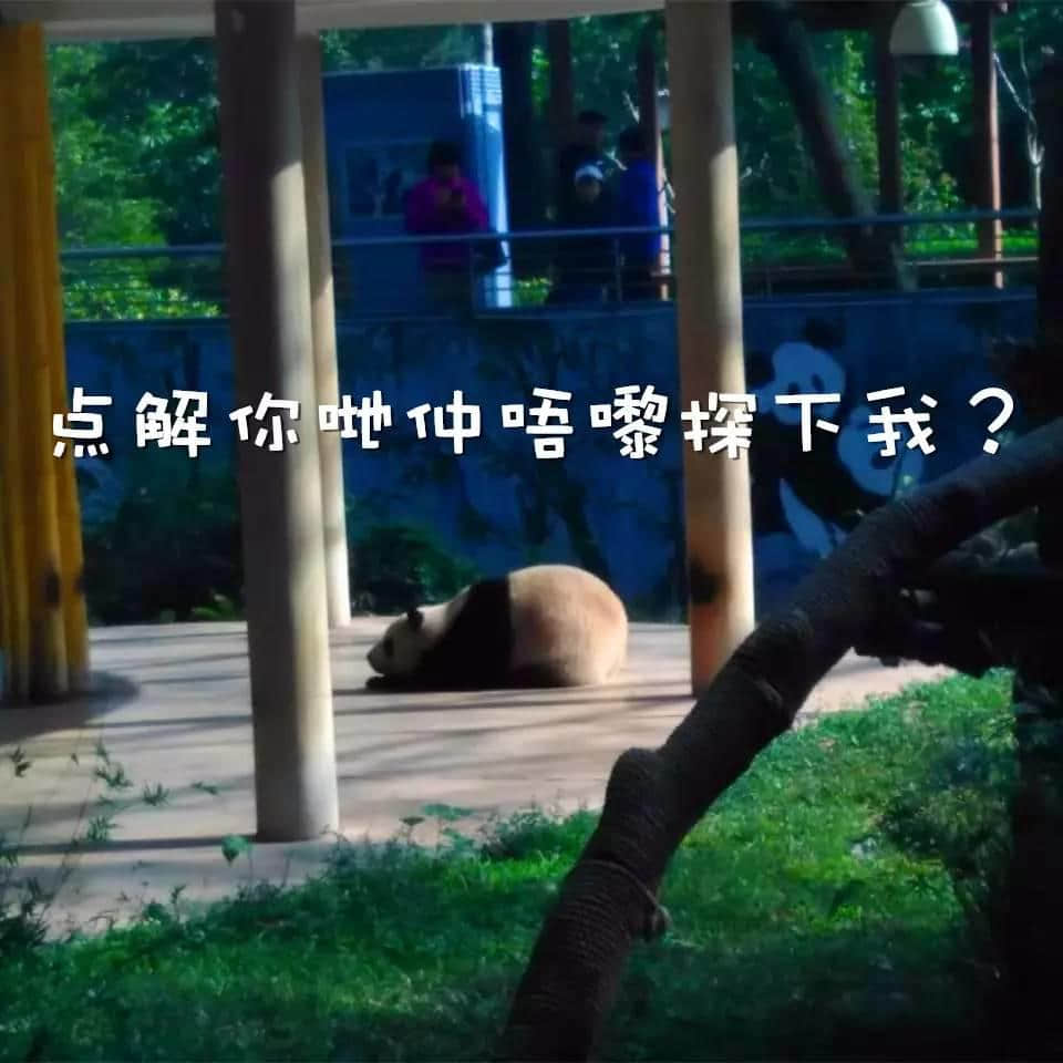 廣州動(dòng)物園猴山要拆，你會(huì)唔會(huì)返去睇下你啲老友？