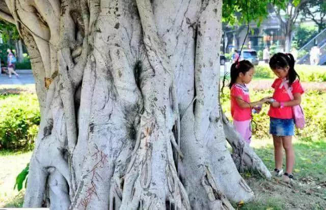 廣州再多高樓，都不如小時候嘅榕樹頭