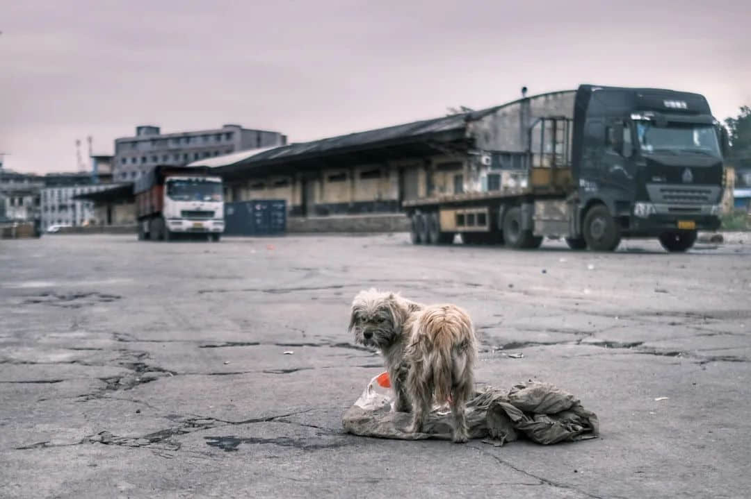 時(shí)光被凝固了的石圍塘火車站