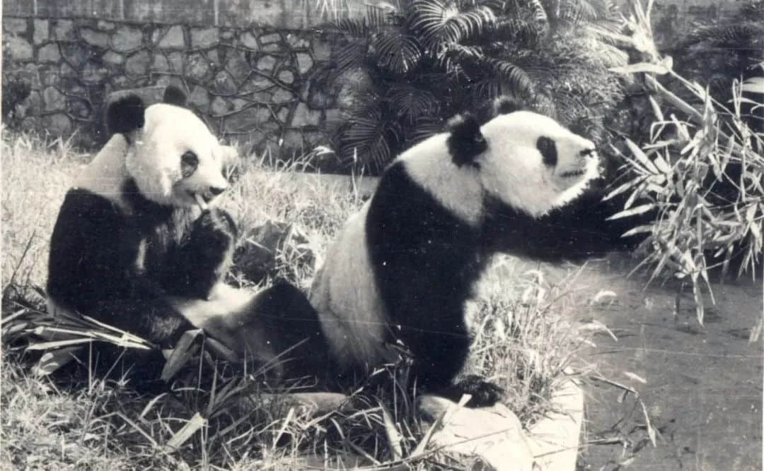 廣州動物園，這次真的要非搬不可了嗎？