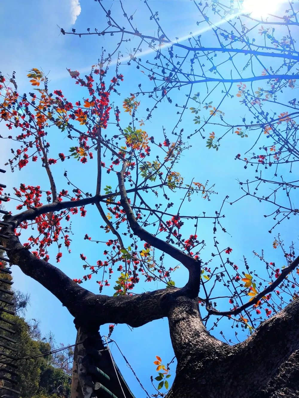 十贊英雄花，鉤沉陳恭伊 || 李建輝