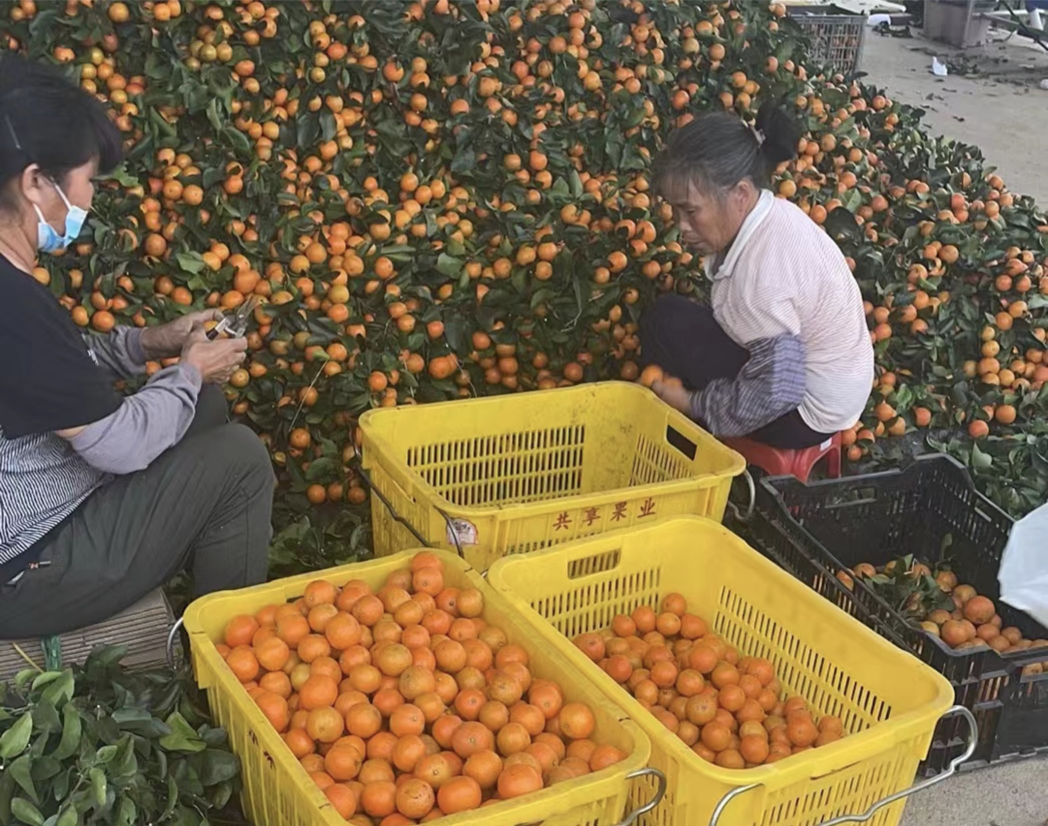 ▲位于廣州從化的橘園里，果農(nóng)們正在對(duì)砂糖橘進(jìn)行選果和分級(jí)。拍攝：李靜