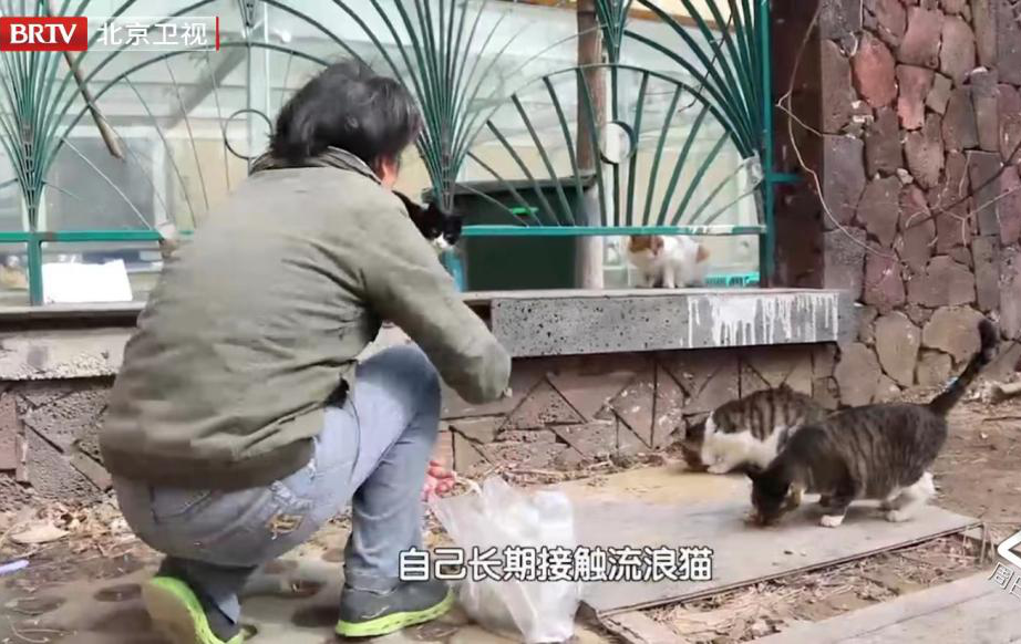 虐貓團(tuán)伙預(yù)謀在廣州公園下毒手，流浪貓命運如何？