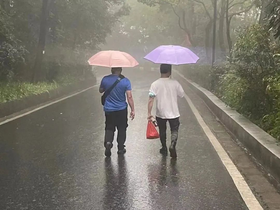 虐貓團(tuán)伙預(yù)謀在廣州公園下毒手，流浪貓命運如何？